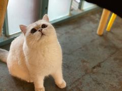 -喵屿·大理花园猫咖