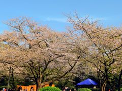 -武汉大学-樱园