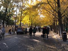 -三里屯东五街银杏大道