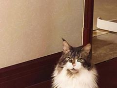 -猫大福·Fortune Cat猫舍(百子湾店)