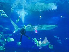 -烟台海昌鲸鲨海洋公园