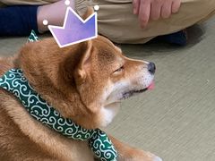 -逗柴咖啡屋·狗咖猫咖宠物桌游