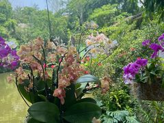 -中国科学院西双版纳热带植物园