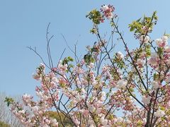 -顾村公园