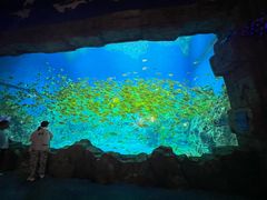 -芜湖新华联大白鲸海洋公园