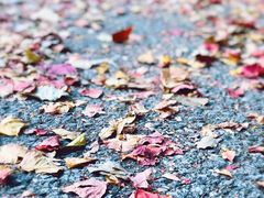 -雨花胜境