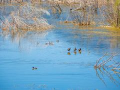 -野鸭湖国家湿地公园