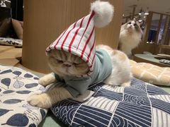 -CAT’S MEWSTAR CAFE·喵星球猫屋(晴湾咖啡店)