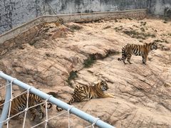 -西霞口神雕山野生动物世界