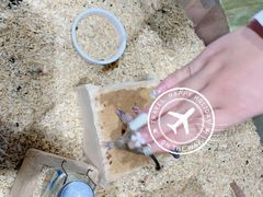 -酷以爬仙阁实体爬宠店·守宫·蜥蜴·专业繁育