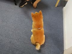 -爱乐蒙艺术·古筝 钢琴 声乐(科华校区)