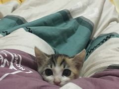 -乐派堂宠物医院·猫友好· 心脏科(东街店)