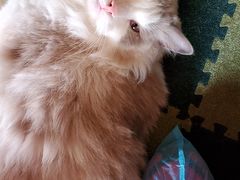 -猫猫幼稚园·撸猫·桌游·电玩