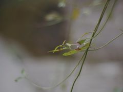 -南山植物园