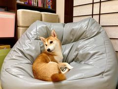 -逗柴咖啡屋·狗咖猫咖宠物桌游