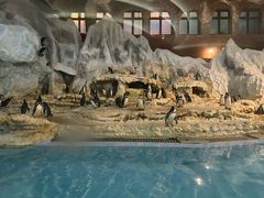 -帝企鹅自助餐厅•儿童岛•真企鹅(长隆企鹅酒店)