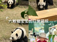 -灵玲国际马戏城
