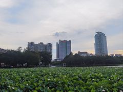 -荔湾湖公园
