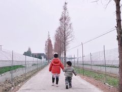 -青浦采草莓天天草莓园