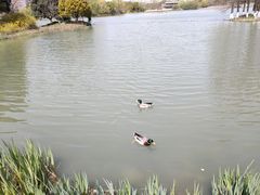 -青枫公园