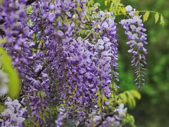 -上海吴淞炮台湾国家湿地公园