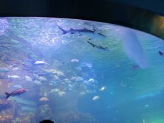 -沙沙哗啦海洋馆(华宇百花谷店)