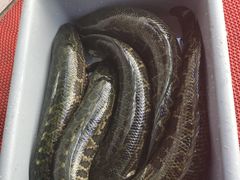 -金三可市井水煮鱼(金碧园店)