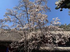 -潭柘寺景区