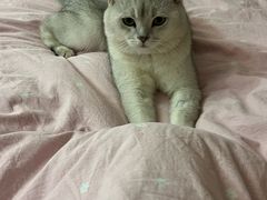 -瑞派·关忠动物医院·猫专科·犬专科(三环新城店)