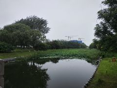 -大兴滨河森林公园