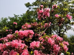 -梧桐山风景名胜区