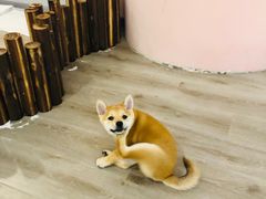 -浣熊柯尔鸭土拨鼠·电玩咖