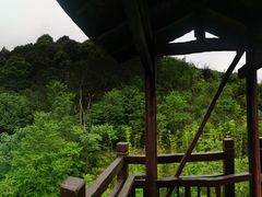 -铁山坪森林公园