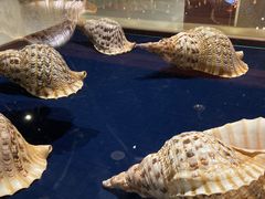 -青岛贝壳博物馆