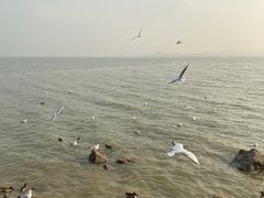 -深圳湾公园(南山区)