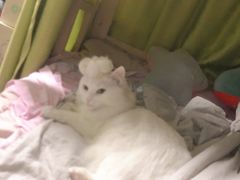 -十年猫舍·猫咪专门店(普陀店)