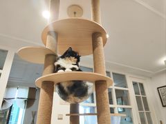 -楼上猫咖(罗湖店)