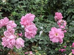 -人民公园(罗湖区)