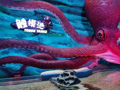 -青岛嘉年华主题乐园