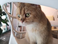 -喵屿·大理花园猫咖