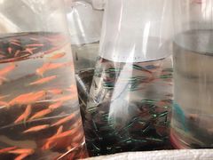 -本溪路花鸟市场(江浦路1709弄小区店)