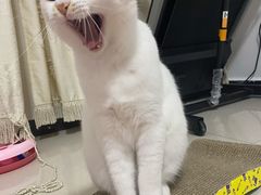 -喜多萌中农锦绣动物医院24H·猫科·牙科MRI·CT