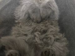 -美联众合宠物医院·爱萌分院·内外科·猫科中心