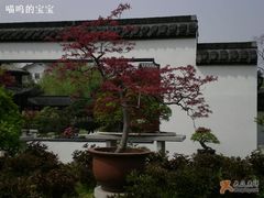 -盆景园(扬州大运河文化旅游度假区)