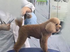 -瑞派宠物医院·24小时骨科·心脏·核磁(哈尔滨南岗店)