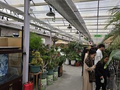 -长春青怡坊鲜花批发(青怡坊花鸟市场店)