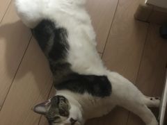 -爱宠屋pet shop·宠物洗澡·宠物美容