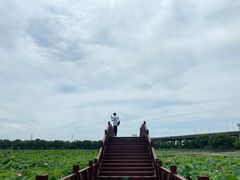 -荷塘月色湿地公园·向阳花洲