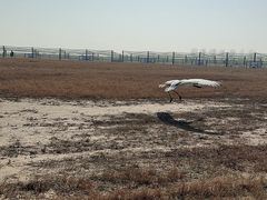 -盐城丹顶鹤湿地生态旅游区