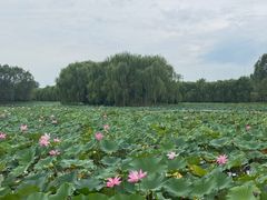 -东郊湿地公园
